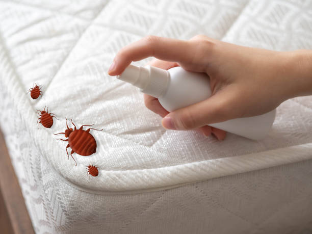 Best Affordable Pest Control Services  in Occoquan, VA