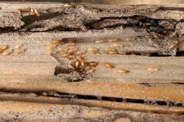 Best Pest Control for Homes  in Occoquan, VA